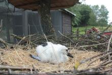 Od wilka po lelka