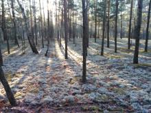 W sosnowym borze chrobotkowym srebrzyście całym rokiem…