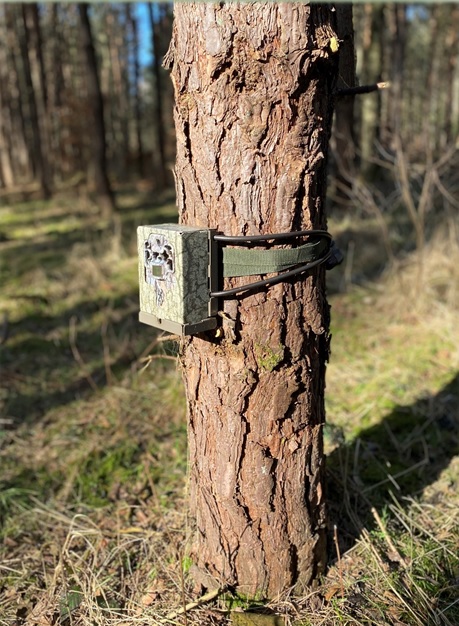 Sto fotopułapek ma wspomóc walkę z ASF