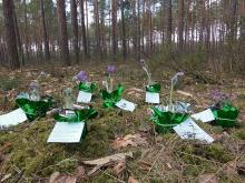 Nie wykopuj sasanki z lasu…