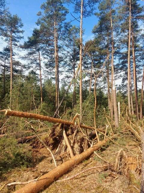 Uwaga! Uszkodzone drzewa w Nadleśnictwie Jedwabno