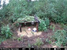 Cietrzew wraca na tereny Nadleśnictwa Myszyniec