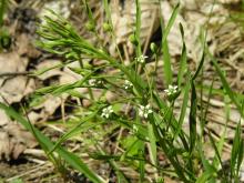 Pierwsze wiosenne efekty aktywnej ochrony rzadkich gatunków roślin