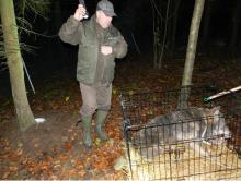 Te co skaczą i fruwają znajdują pomoc u leśników