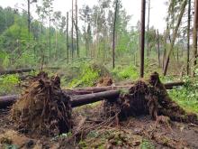 Trąba powietrzna połamała las na Mazurach